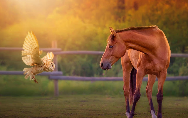 Horse in Field HD  from Chrome web store to be run with OffiDocs Chromium online