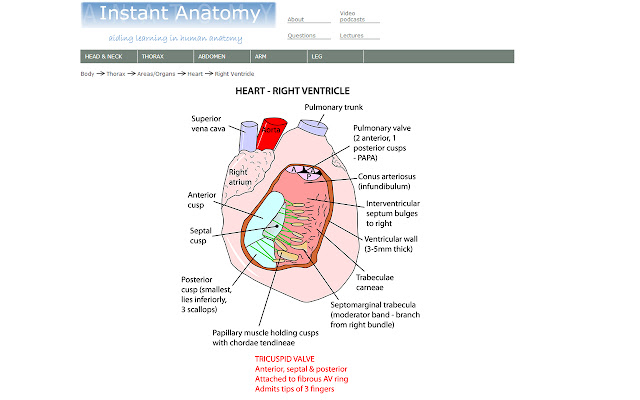 Instant Anatomy App  from Chrome web store to be run with OffiDocs Chromium online