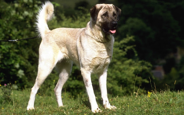 Kangal Dog  from Chrome web store to be run with OffiDocs Chromium online