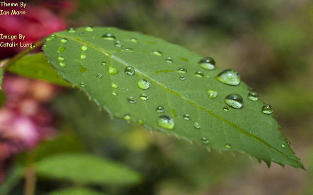 Leaf Drops  from Chrome web store to be run with OffiDocs Chromium online