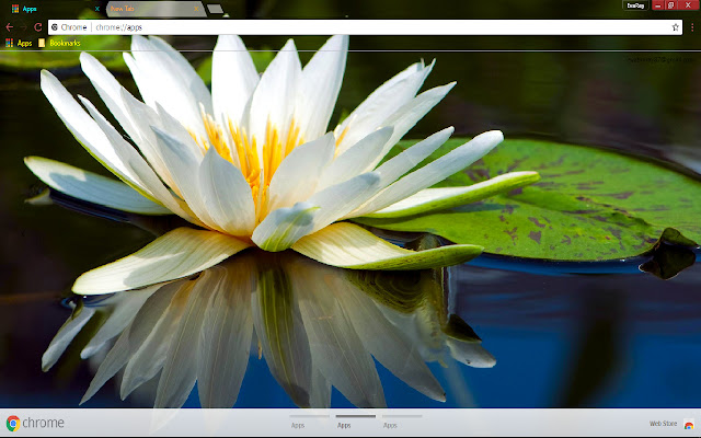 Lily Reflection Water Lily  from Chrome web store to be run with OffiDocs Chromium online