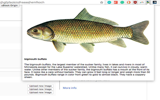 Minnesota FUN Fish Facts  from Chrome web store to be run with OffiDocs Chromium online