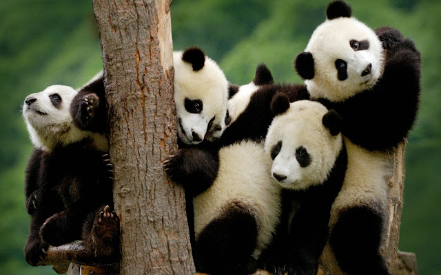 panda family  from Chrome web store to be run with OffiDocs Chromium online