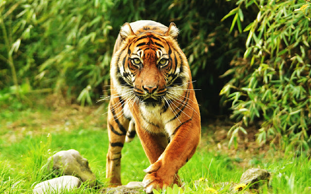 Powerful Tiger Theme  from Chrome web store to be run with OffiDocs Chromium online