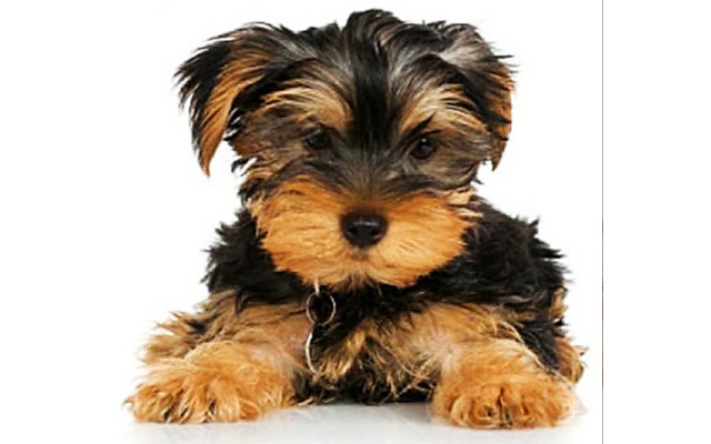 Puppy theme (Yorkshire terrier)  from Chrome web store to be run with OffiDocs Chromium online