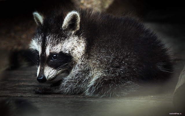 Raccoon  from Chrome web store to be run with OffiDocs Chromium online