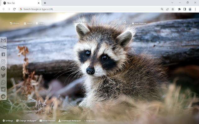 Raccoon Wallpaper New Tab  from Chrome web store to be run with OffiDocs Chromium online