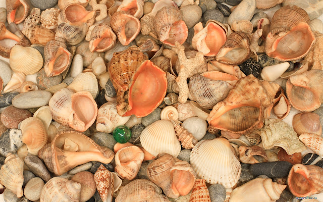 Seashells  from Chrome web store to be run with OffiDocs Chromium online