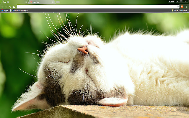 Sleeping Kitten  from Chrome web store to be run with OffiDocs Chromium online