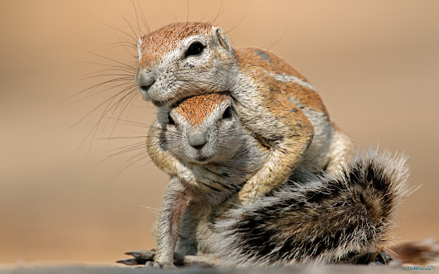 Squirrels  from Chrome web store to be run with OffiDocs Chromium online