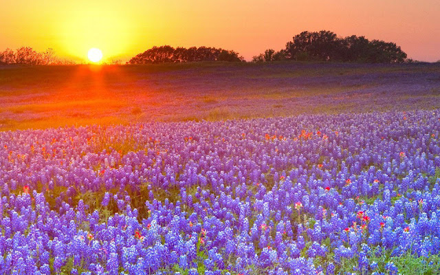 Texas Bluebonnets  from Chrome web store to be run with OffiDocs Chromium online