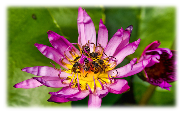 The Lotus ApertureWorks  from Chrome web store to be run with OffiDocs Chromium online