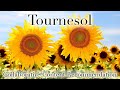 Tournesol Extension  from Chrome web store to be run with OffiDocs Chromium online