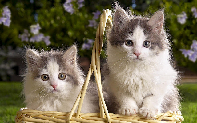 Twins Cute Cat  from Chrome web store to be run with OffiDocs Chromium online