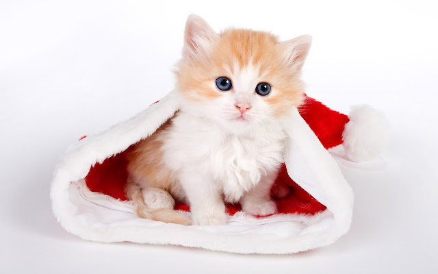 VeryCute Kitten Blue Eyes Theme  from Chrome web store to be run with OffiDocs Chromium online