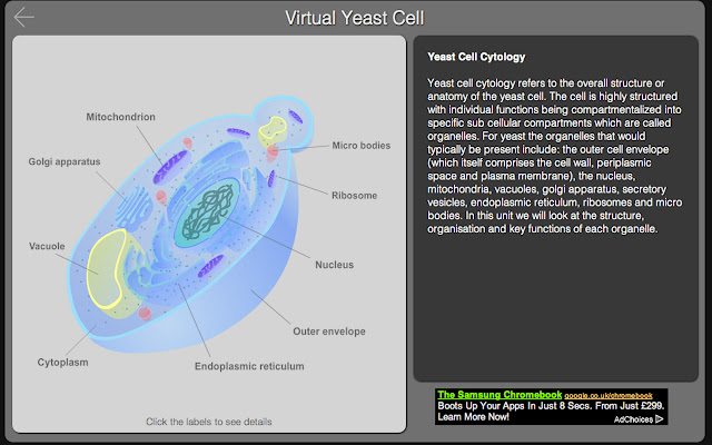 Virtual Yeast Cell  from Chrome web store to be run with OffiDocs Chromium online