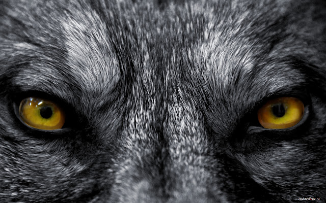 Wolf  from Chrome web store to be run with OffiDocs Chromium online