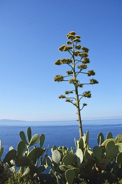 Free download Sea Aloe Plants -  free photo or picture to be edited with GIMP online image editor