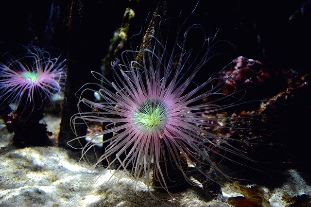 Free download Sea Anemone Ocean -  free photo or picture to be edited with GIMP online image editor