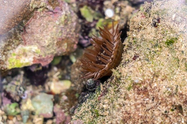 Free download Sea Anemones Underwater -  free photo or picture to be edited with GIMP online image editor