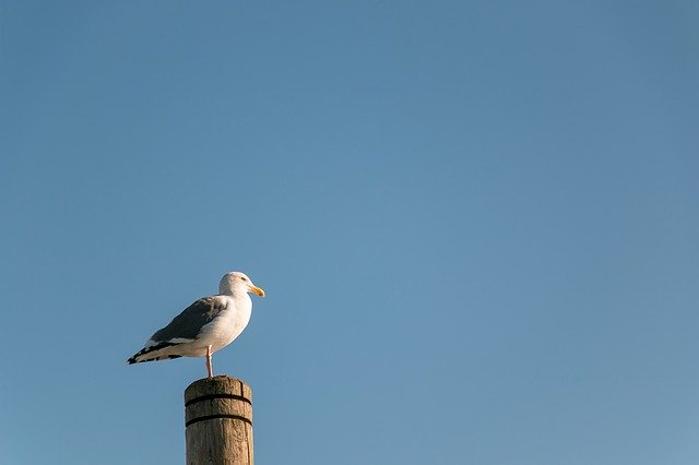 Free download Seabird Bird Seagull -  free photo or picture to be edited with GIMP online image editor