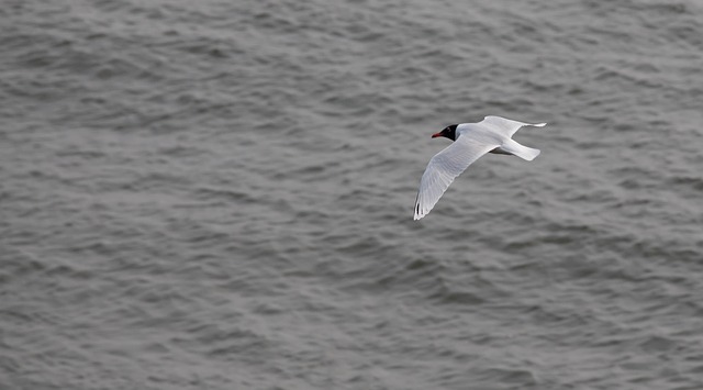 Free download sea bird grey sea uk sea bird free picture to be edited with GIMP free online image editor