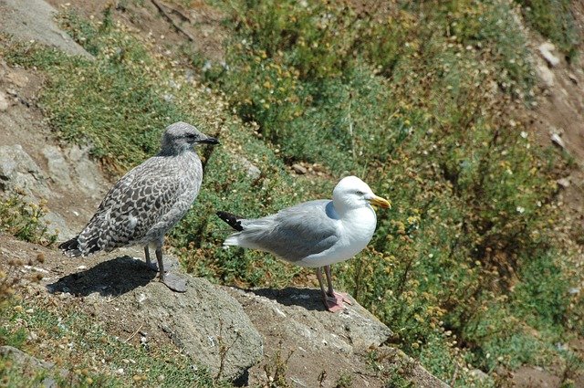 Free download Seabird Gull -  free photo or picture to be edited with GIMP online image editor