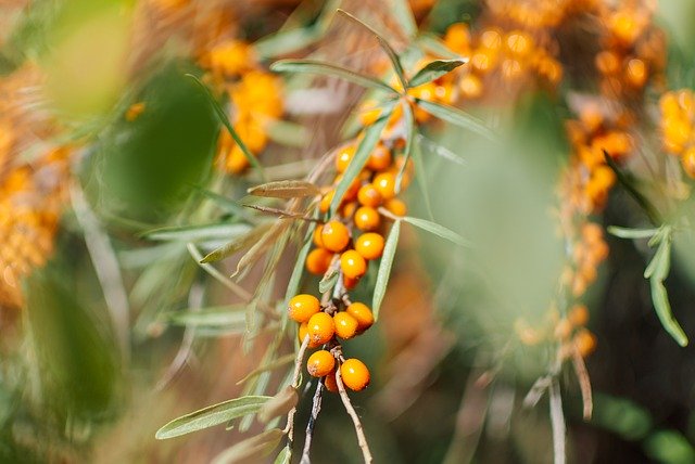 Free download Sea Buckthorn Vitamin C Orange -  free photo or picture to be edited with GIMP online image editor