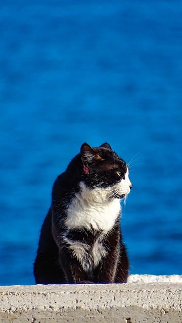 Free download sea cat animal pet beach feline free picture to be edited with GIMP free online image editor