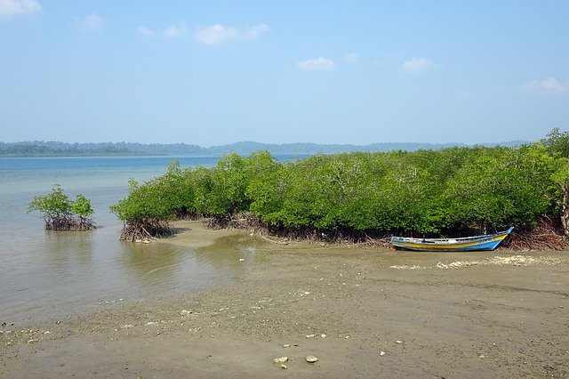 Free download Sea Coast Mangroves -  free photo or picture to be edited with GIMP online image editor