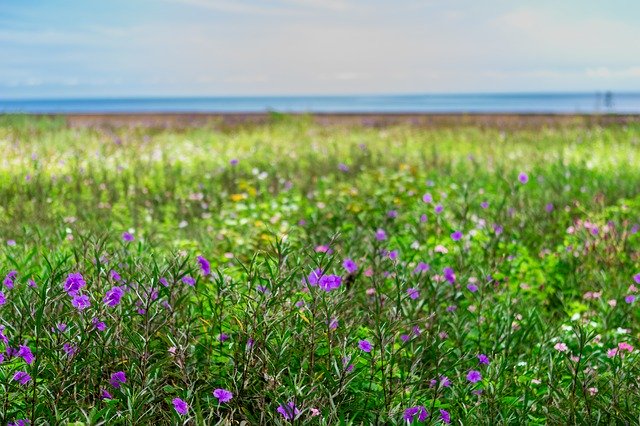 Free download Sea Flowers Nature -  free photo or picture to be edited with GIMP online image editor