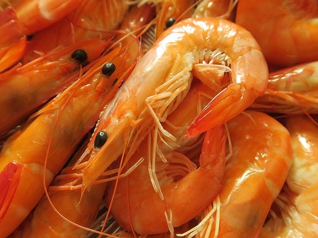 Free download Seafood Shrimp -  free photo or picture to be edited with GIMP online image editor