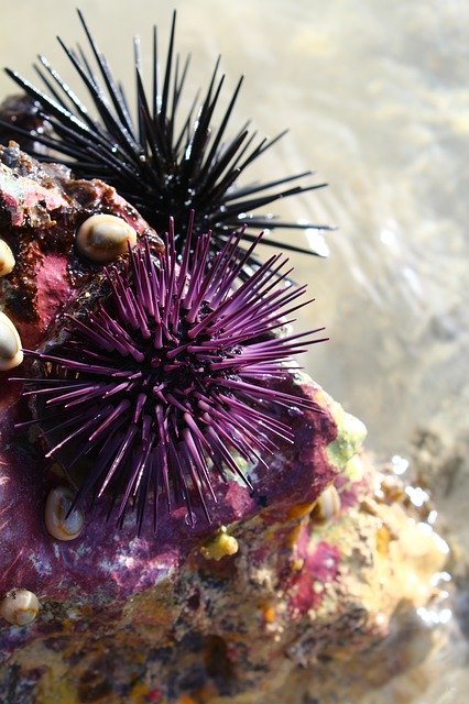 Free download Sea Food Urchin -  free photo or picture to be edited with GIMP online image editor