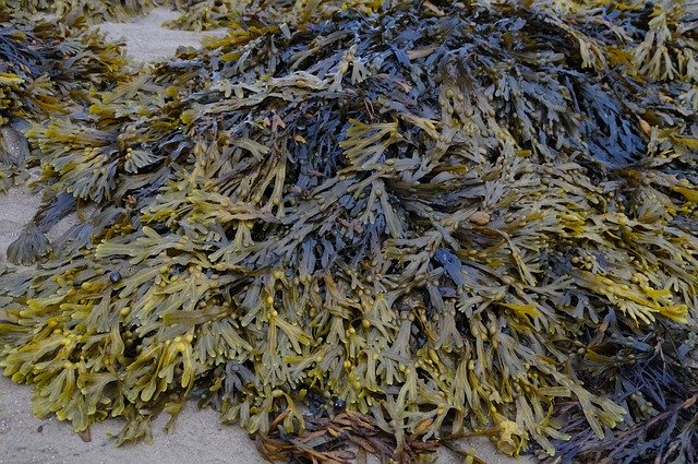 Free download Sea Grass Seaweed Ebb North -  free photo or picture to be edited with GIMP online image editor