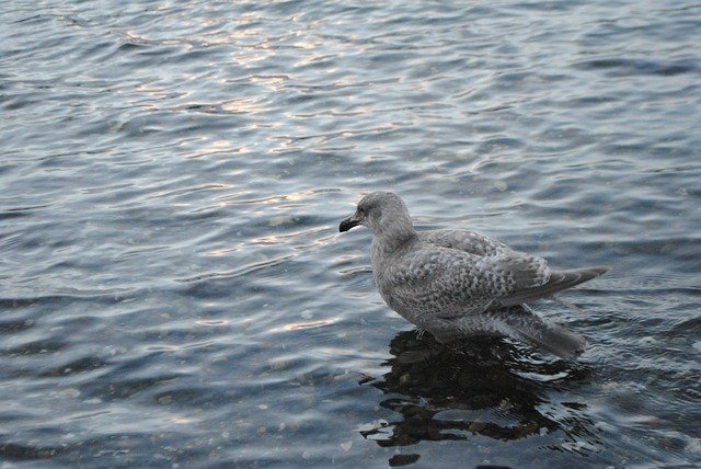 Free download Seagull Animal Wildlife -  free photo or picture to be edited with GIMP online image editor