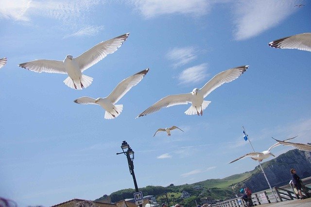 Free download Seagull Beach Sea -  free photo or picture to be edited with GIMP online image editor