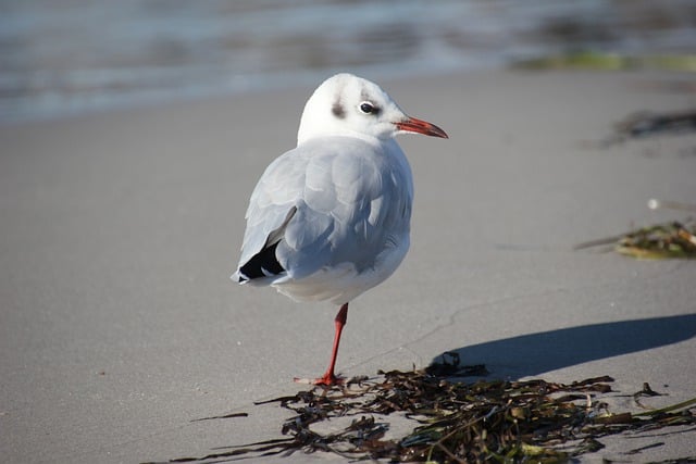 Free download seagull bird animal beach sand free picture to be edited with GIMP free online image editor