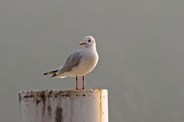 Free download seagull bird animals volatile free picture to be edited with GIMP free online image editor