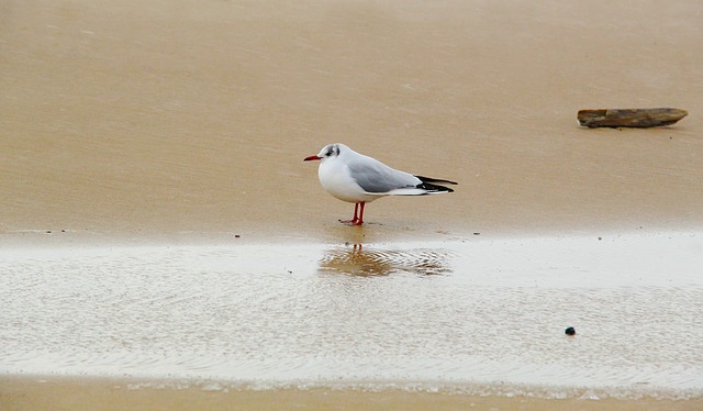 Free download seagull bird beach sea ocean free picture to be edited with GIMP free online image editor