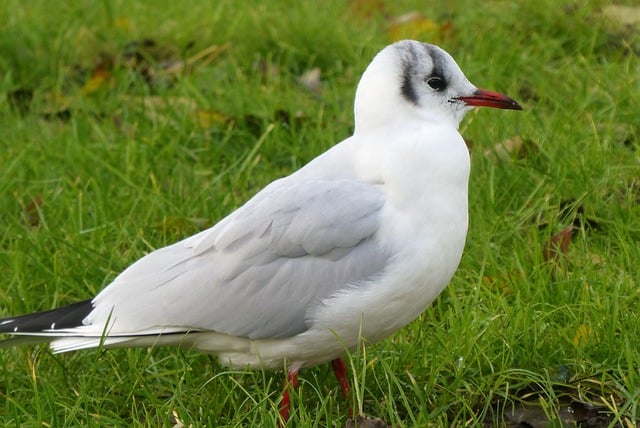 Free download seagull bird black headed gull free picture to be edited with GIMP free online image editor