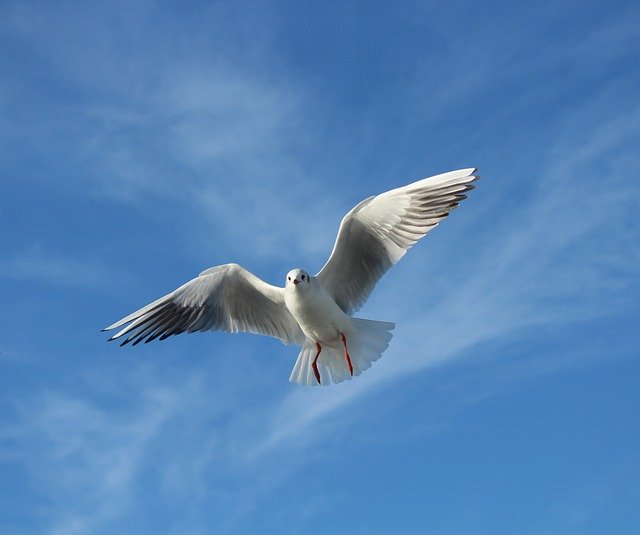 Free download Seagull Bird Gulls -  free photo or picture to be edited with GIMP online image editor