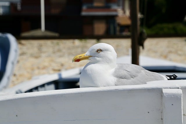 Free download seagull bird nature sea etretat free picture to be edited with GIMP free online image editor