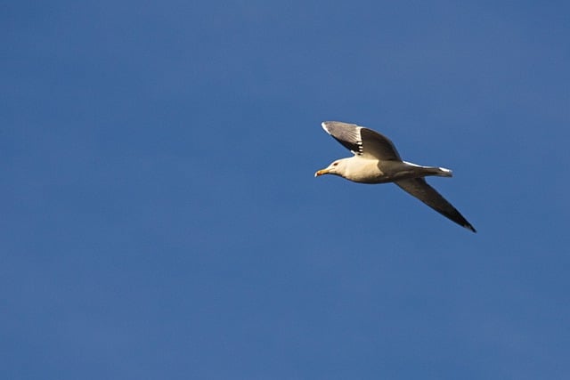 Free download seagull bird ornithology species free picture to be edited with GIMP free online image editor