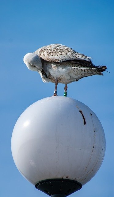 Free download Seagull Bird Replacement Lamp -  free photo or picture to be edited with GIMP online image editor