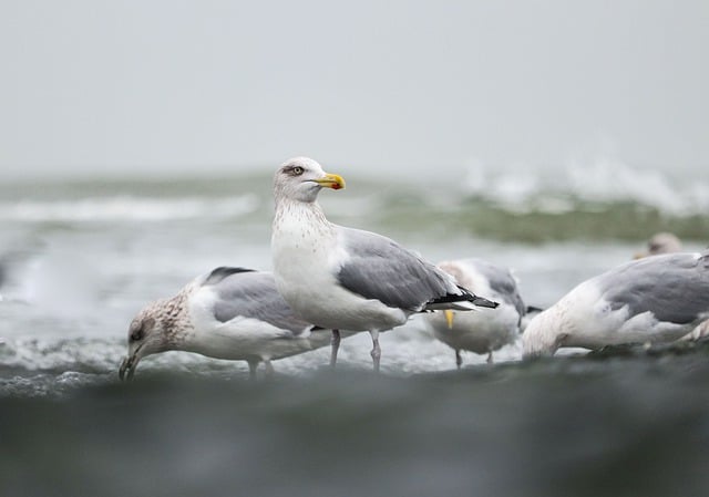 Free download seagull bird sea beach nature free picture to be edited with GIMP free online image editor