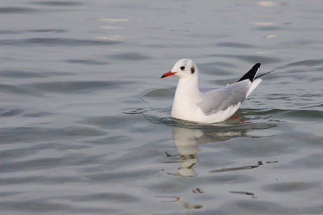 Free download seagull bird sea nature wildlife free picture to be edited with GIMP free online image editor