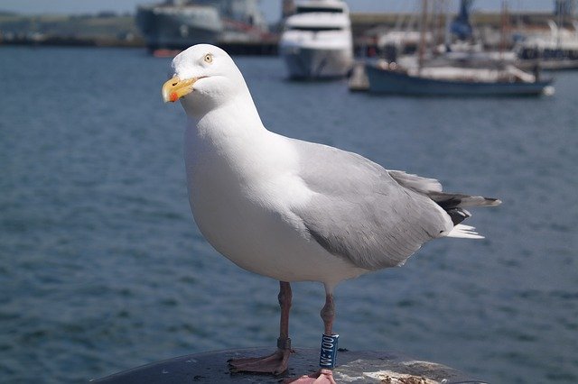 Free download Seagull Bird Seashore -  free photo or picture to be edited with GIMP online image editor