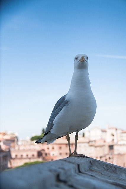 Free download Seagull Bird Seevogel -  free photo or picture to be edited with GIMP online image editor