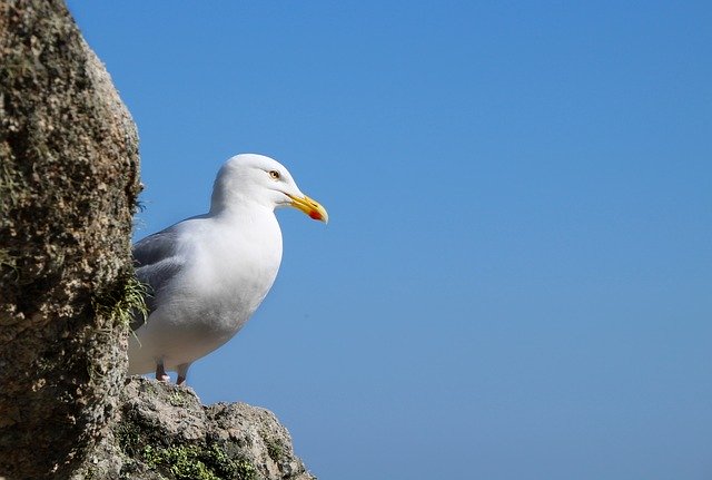 Free download Seagull Bird Sky -  free photo or picture to be edited with GIMP online image editor