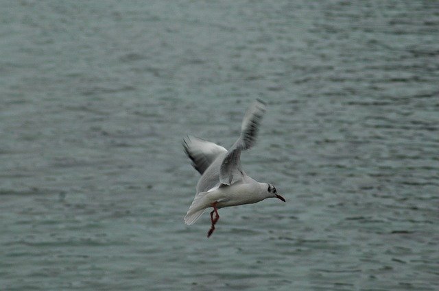 Free download Seagull Birds Lake Léman -  free photo or picture to be edited with GIMP online image editor